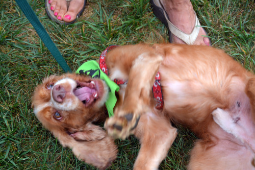Silly, fun Duke is available for adoption through Cocker Spaniel Adoption Center - I’m not sure how 