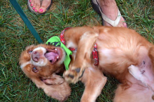 Silly, fun Duke is available for adoption through Cocker Spaniel Adoption Center - I’m no