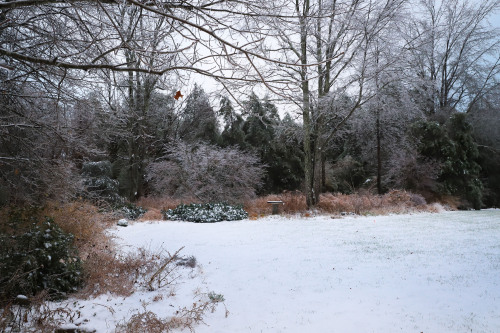 Winter came for a visit.   Snow and ice encrusted landscape giving the gardener a beauty break from 