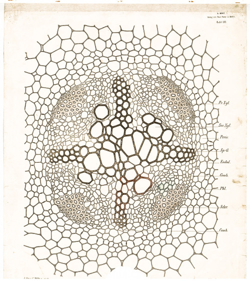 Leopold Kny, wall charts of botanical stem structures, 1874-1911. Botanische Wandtafeln, published b