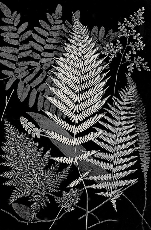 clawmarks:The fern paradise: a plea for the culture of ferns - Francis George Heath - 1908 - via Int
