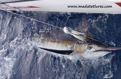 Marlin bleu pris en Guadeloupe sur Madcorner en centrale lors du...