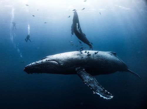 dolm:  A humpback whale mother teaches her calf how to breath and control its buoyancy. Roca Partida