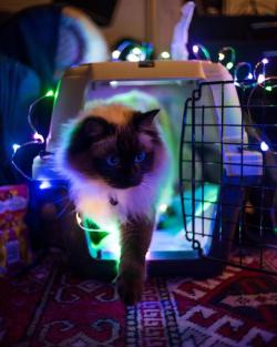 awwww-cute:Party cat (Source: http://ift.tt/2vIss0E)