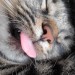 the-godzilla-files:Sleep blep
