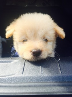 cuteanimalspics:  Reddit, meet Waffles (Source: