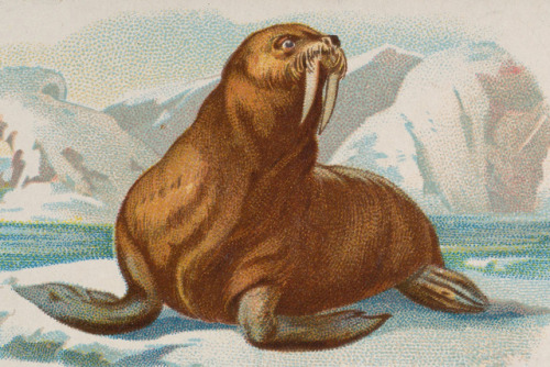 Walrus cigarette card - 1890 - via The Met