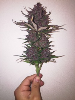 thatsgoodweed:  Indica Dominant  Purp