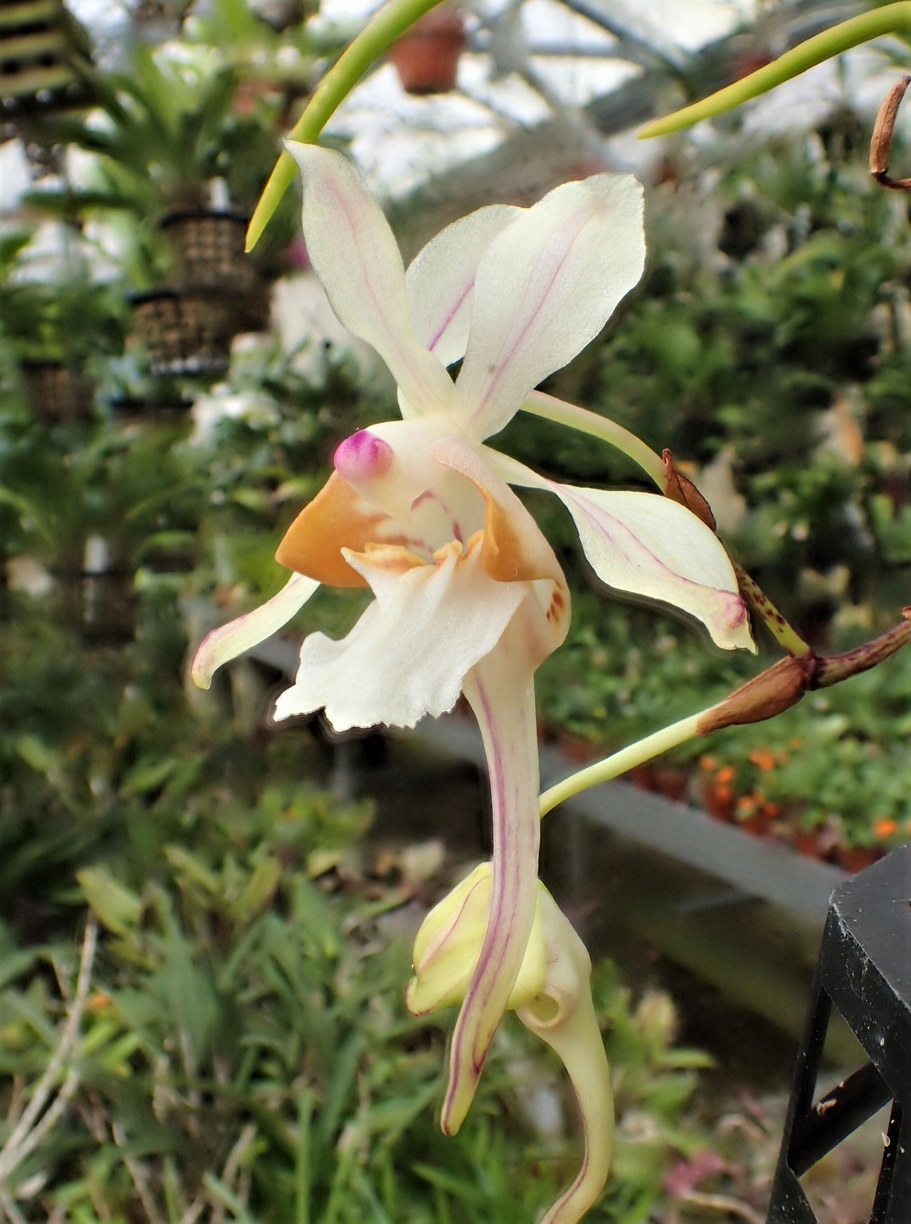 orchid-a-day:  Holcoglossum quasipinifoliumSyn.: Saccolabium quasiinifoliumMarch