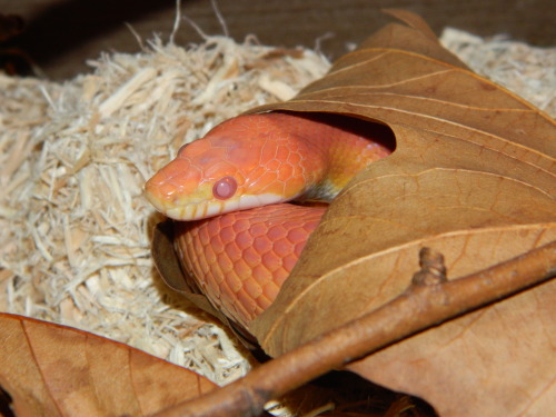 Amel stripe corn snake in shed