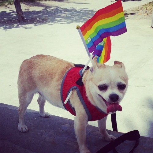 I&rsquo;ll post more photos later but this is how my day is going. #pride2015 #rightsaresweet #miami