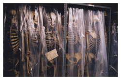 theoddcollection:  Skeletons in storage at