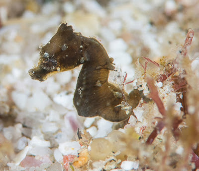 NEW SEAHORSE SPECIES DISCOVERED IN SOUTH AFRICA! And is tiny!This diminutive seahorse new species, w