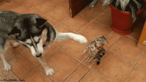gifsboom:  Video  Hnnng! &lt;3