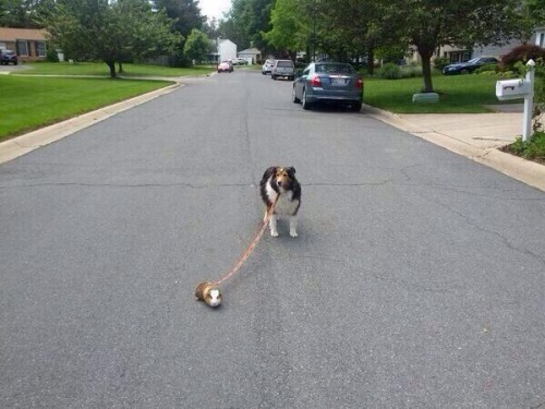 foreverpensive:  My guinea pig is walking the dog 