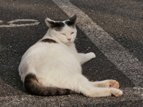 いつものように、駐車場でごろ寝。私に気づいても、眠くて目が開けられないねこさん。The cat sleeps in the parking lot as usual. He noticed me, b