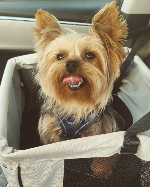 #buckleup your pup! . #dogsafety #happyboy #dogsmile #shakespearethedog #dogcarseat #carseat #yorkie