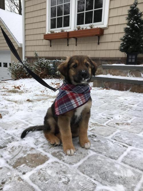 heckdoilikedogs: via