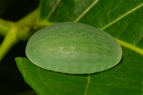 Me When I Am A Little Slug Caterpillar.....
