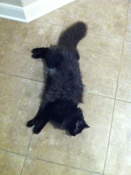 valoscope:Look at floofy, hammy Kitty Nephew. &lt;3 Ooooh! He looks just like my Midnight! Who i