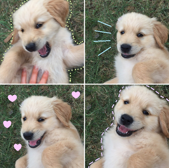 justmeandgracie:  Gracie   / 8 weeks  