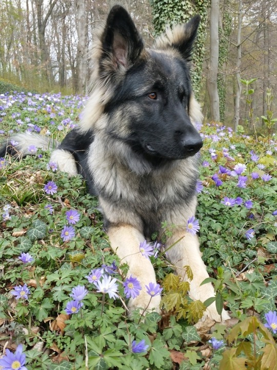 Happy in the castle park.
Nörten Hardenberg. May 2019.