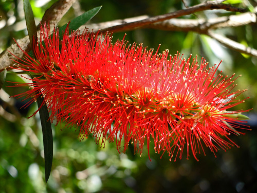 nobodysperfect2133: Shades of red - an Australian garden in spring