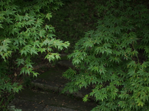 masachi:大阪みどりの百選「弘川寺」。かの西行法師終焉の地。桜や紅葉が有名だが、今はシーズンオフ。今回初めて行ってみたのだが・・・なんて楽しい場所！あちこちに巨木さん、あちこちに苔・・・。今はま