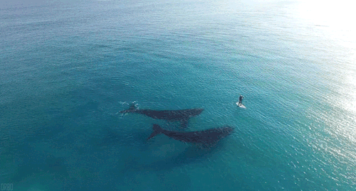 darkandlonelywaters:  Paddling with whales.  