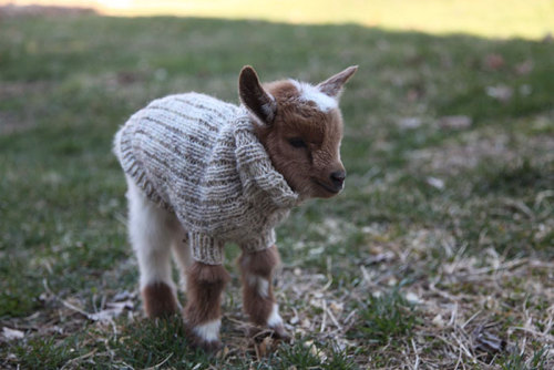 labelleabeille: Sweaters for baby goats, can anything be any cuter ?