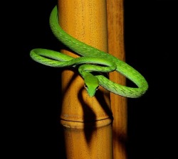 Sinuous convolutions (Asian Vine Snake)