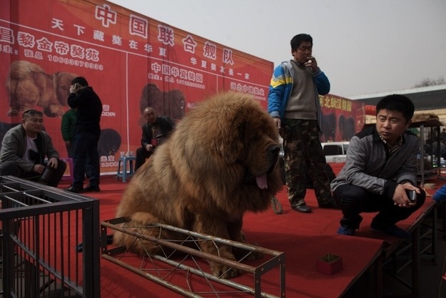 buzzfeed:  A Chinese zoo was trying to pass off this incredibly fluffy dog as a lion.