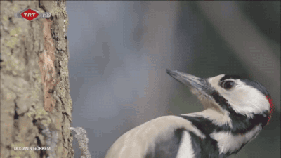 welele:  Un pájaro carpintero en cámara lentaDuele mucho más verlo así, debe