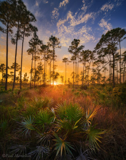 landscapelifescape:  Everglades, Florida, USA … (by Paul Marcellini)