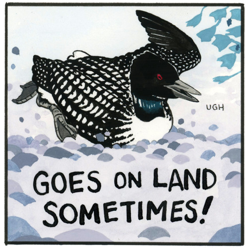 The Mighty Loon!