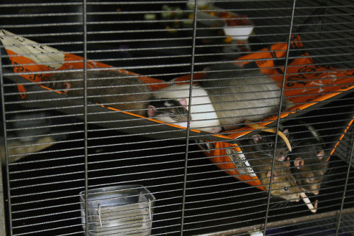 Rat cuddles <3 