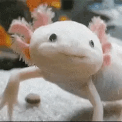 Axolotl Gifs Tumblr Posts Tumbral Com