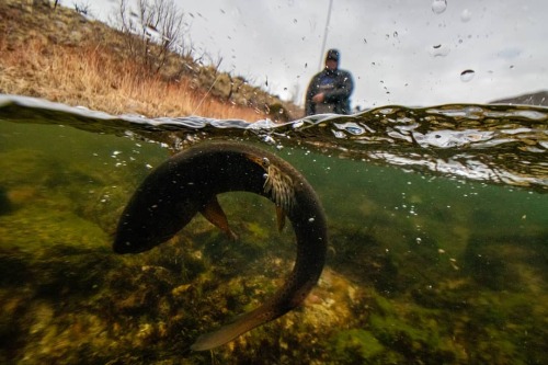 Brown trout wrangling under gray rainy skies.#streamereater #flyfishingphotography #browntrout #re