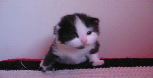 Baby Animal Posts
