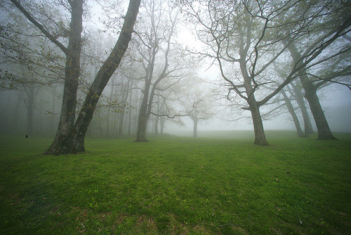 Trees in the Mist, Crabtree Meadows by oldoinyo on Flickr.