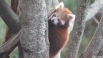 amphritritel: thenatsdorf: Red panda triplets explore their outdoor habitat for the first time. [full video]  @l0nelycousin 