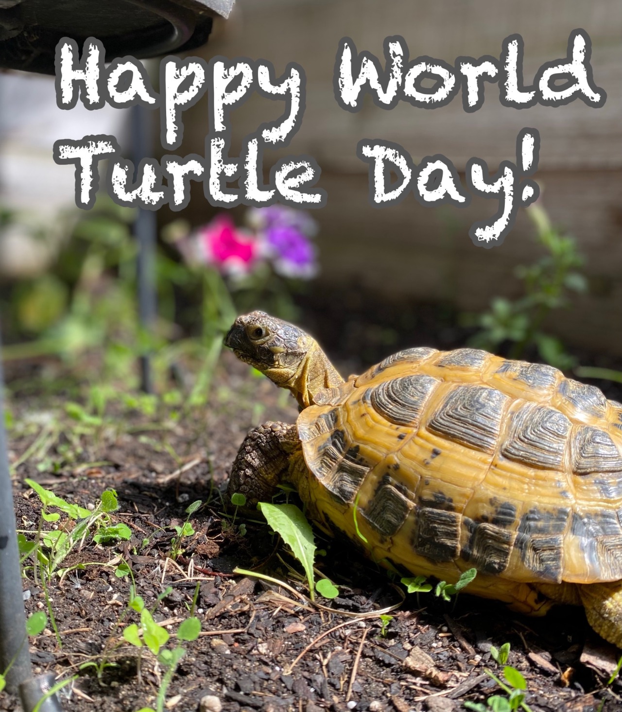 Tort Time Happy World Turtle Day Today We Ll Share Our Love