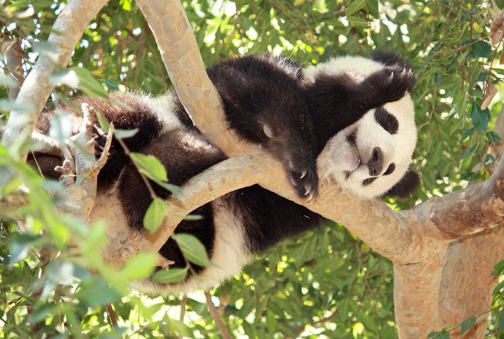 giantpandaphotos:  Xiao Liwu at the San Diego Zoo in California, US, on September