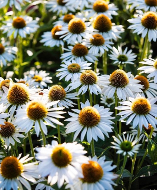 Echinacea | by Claire Takacs