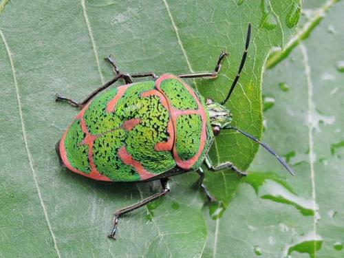 “I came across this beetle near Yudanaka, Nagano yesterday - wonder if you can help with an ID