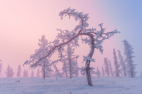 expressions-of-nature: Yamal Peninsula, Siberia by Kirill Uyutnov