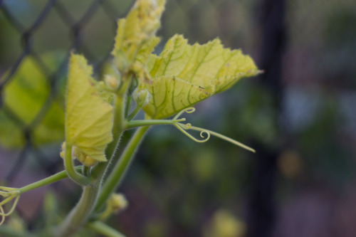 (via Three First Names: Saturday’s Harvest)