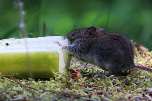 This Bank vole/skogssork is enjoying a piece of cucumber on this very hot August day. 