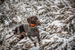 Hunting dog breeds