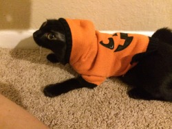 365daysofhalloween:  theresatractorinmyballs:  Bing bong finally big enough to wear the jacket, but turns out she does that thing some cats do where they fall sideways when in tiny clothes  Aww!!